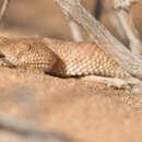 Cerastes vipera (Linnaeus 1758) resmi