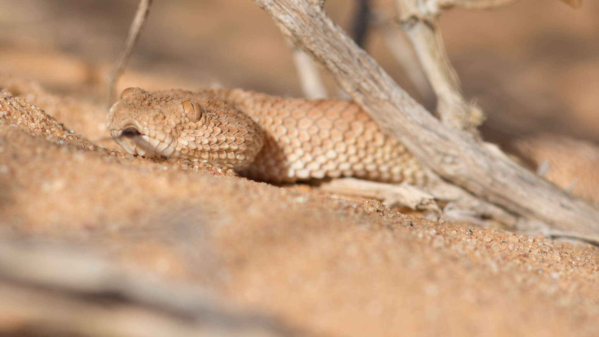 Cerastes vipera (Linnaeus 1758) resmi