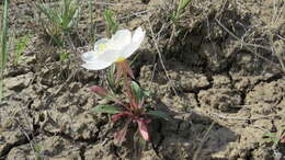 Image de Oenothera cespitosa subsp. marginata (Nutt. ex Hook. & Arn.) Munz