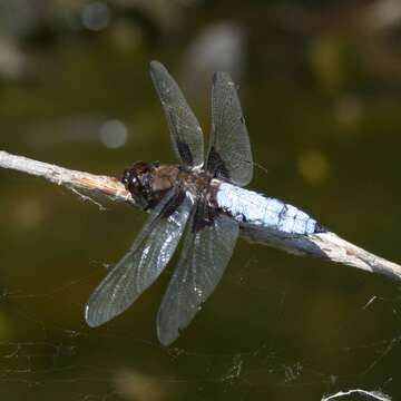 Image of Broad-bodied chaser