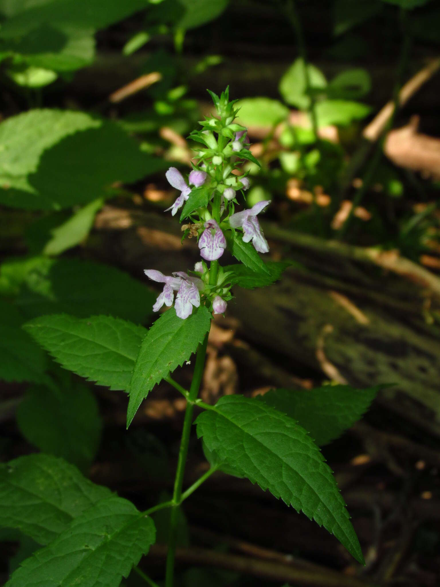 Image of Smooth Hedge-Nettle