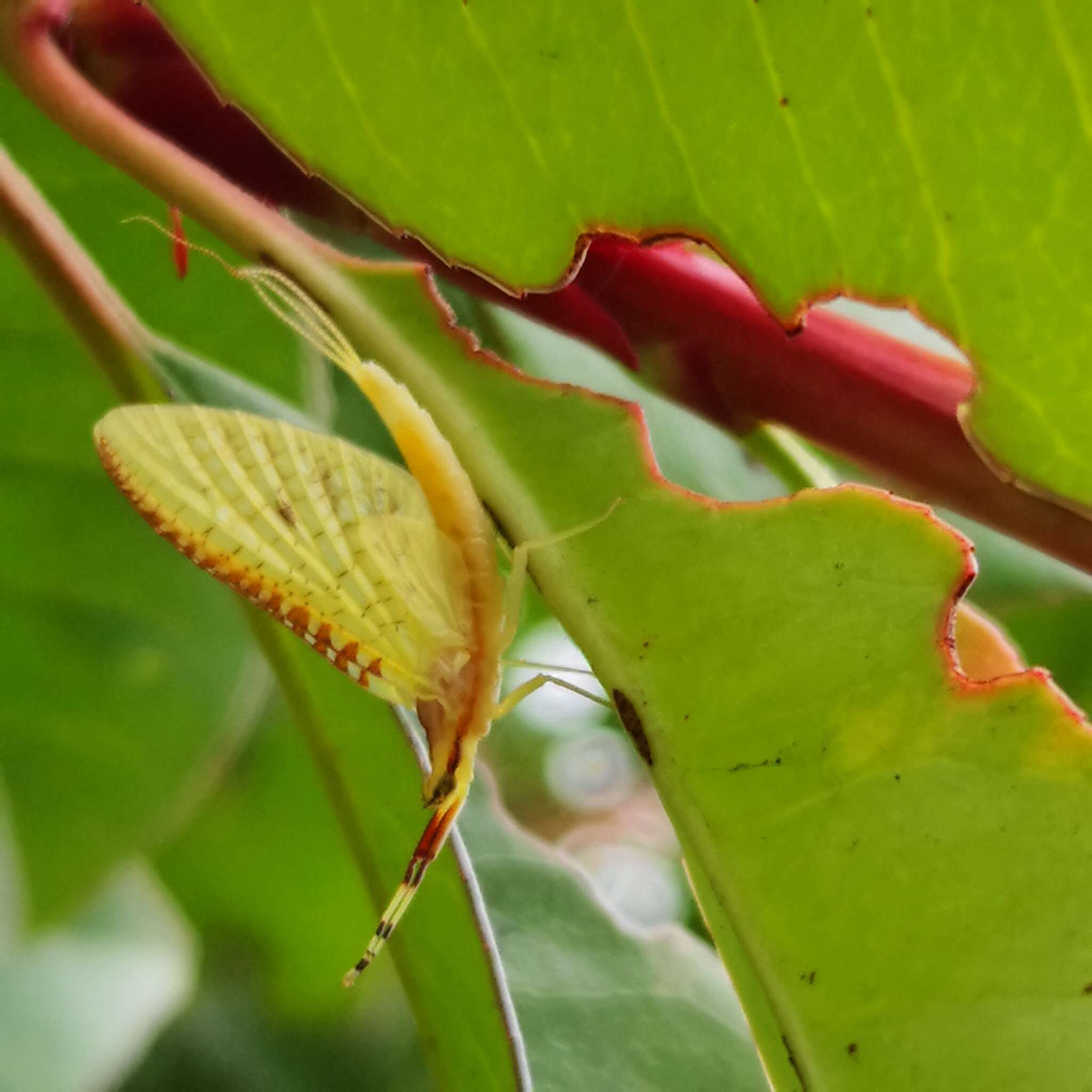 Potamanthus formosus Eaton 1892 resmi