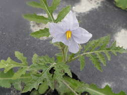 Plancia ëd Solanum sisymbriifolium Lam.