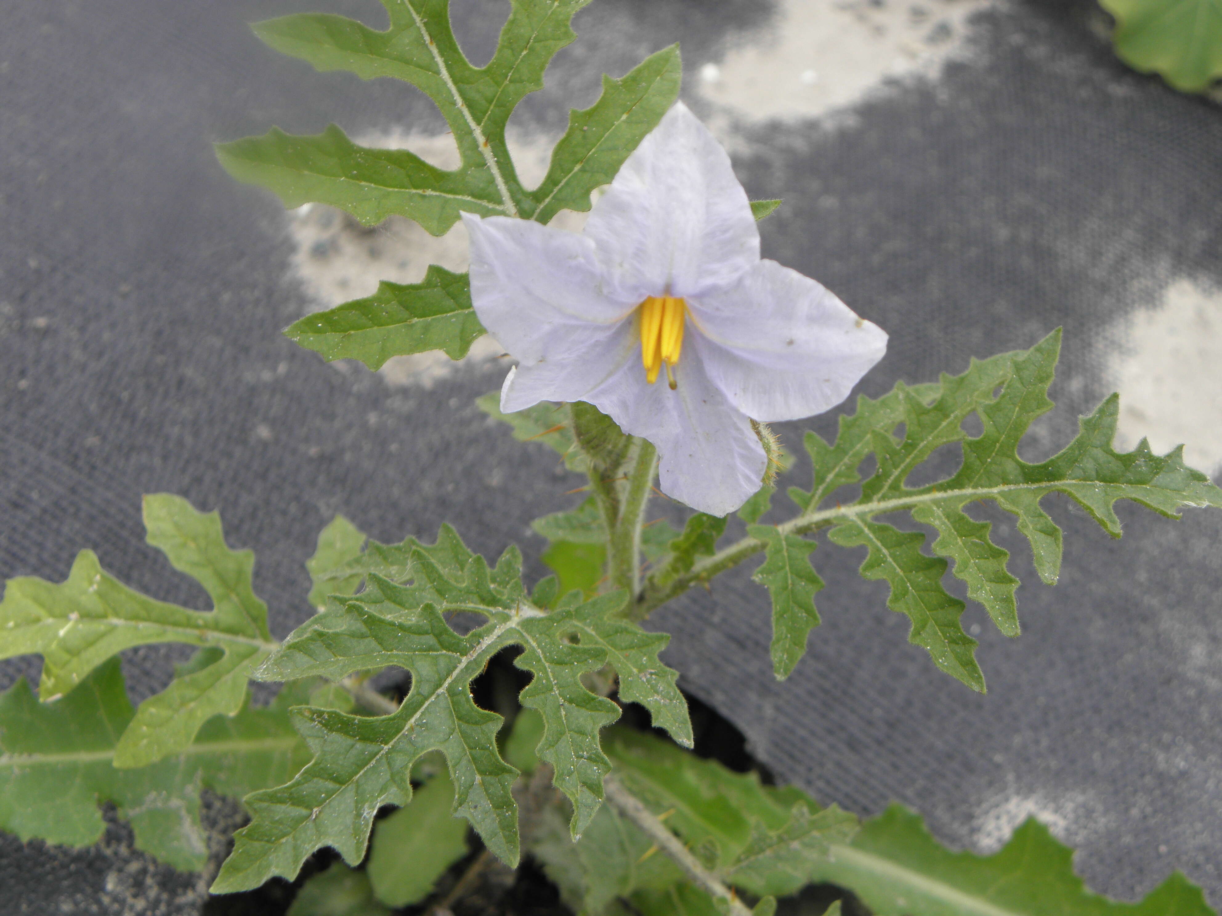 Plancia ëd Solanum sisymbriifolium Lam.