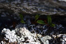 Image of smooth woodsia