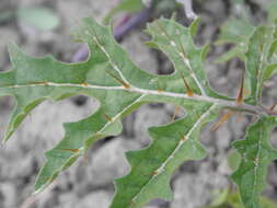 Plancia ëd Solanum sisymbriifolium Lam.