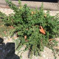 Image of clammy goosefoot