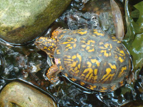 Image of Eastern box turtle