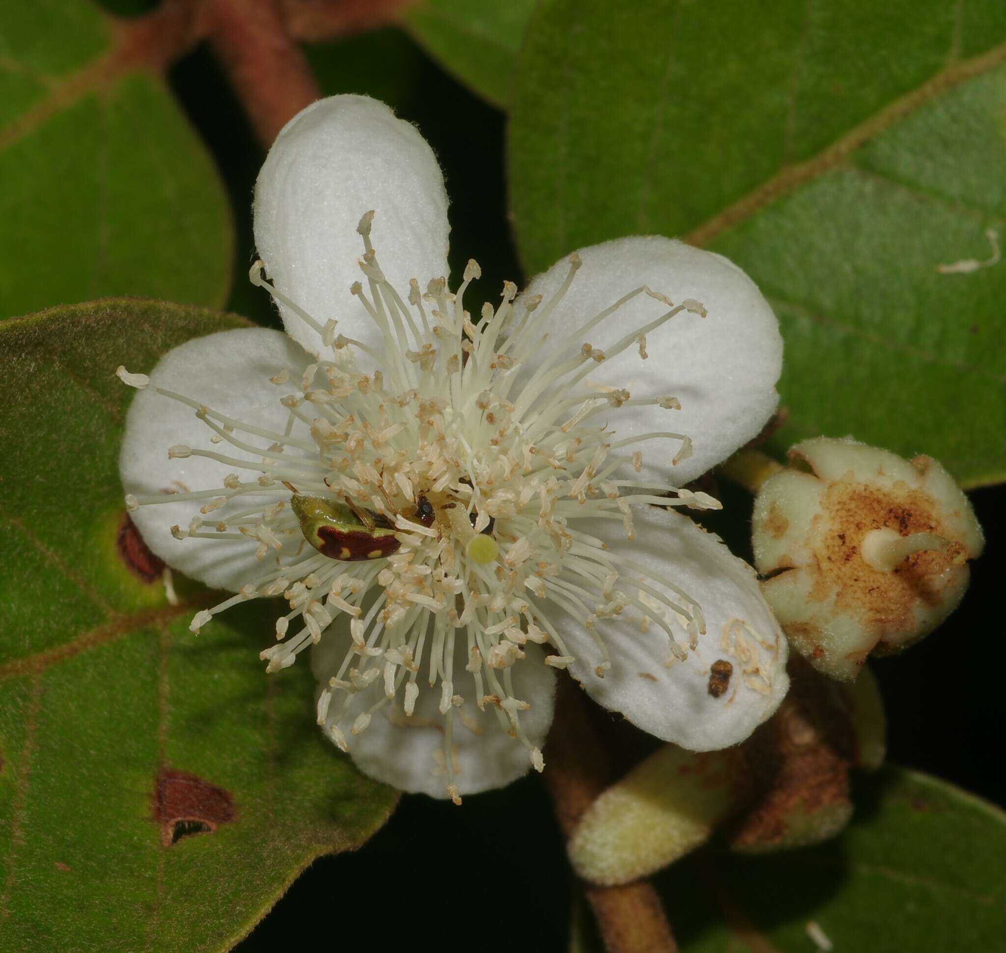 Image of Psidium guyanense Pers.