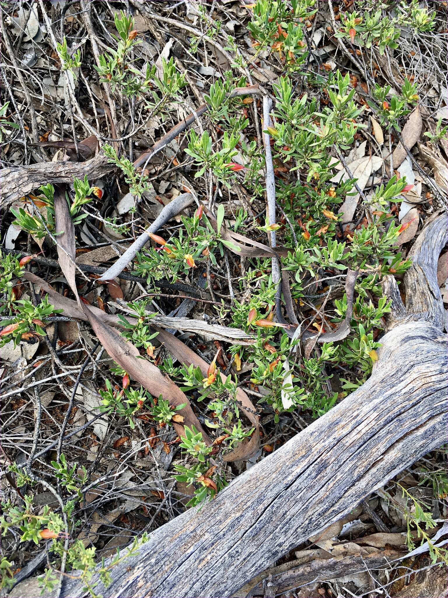 صورة Eremophila glabra subsp. murrayana