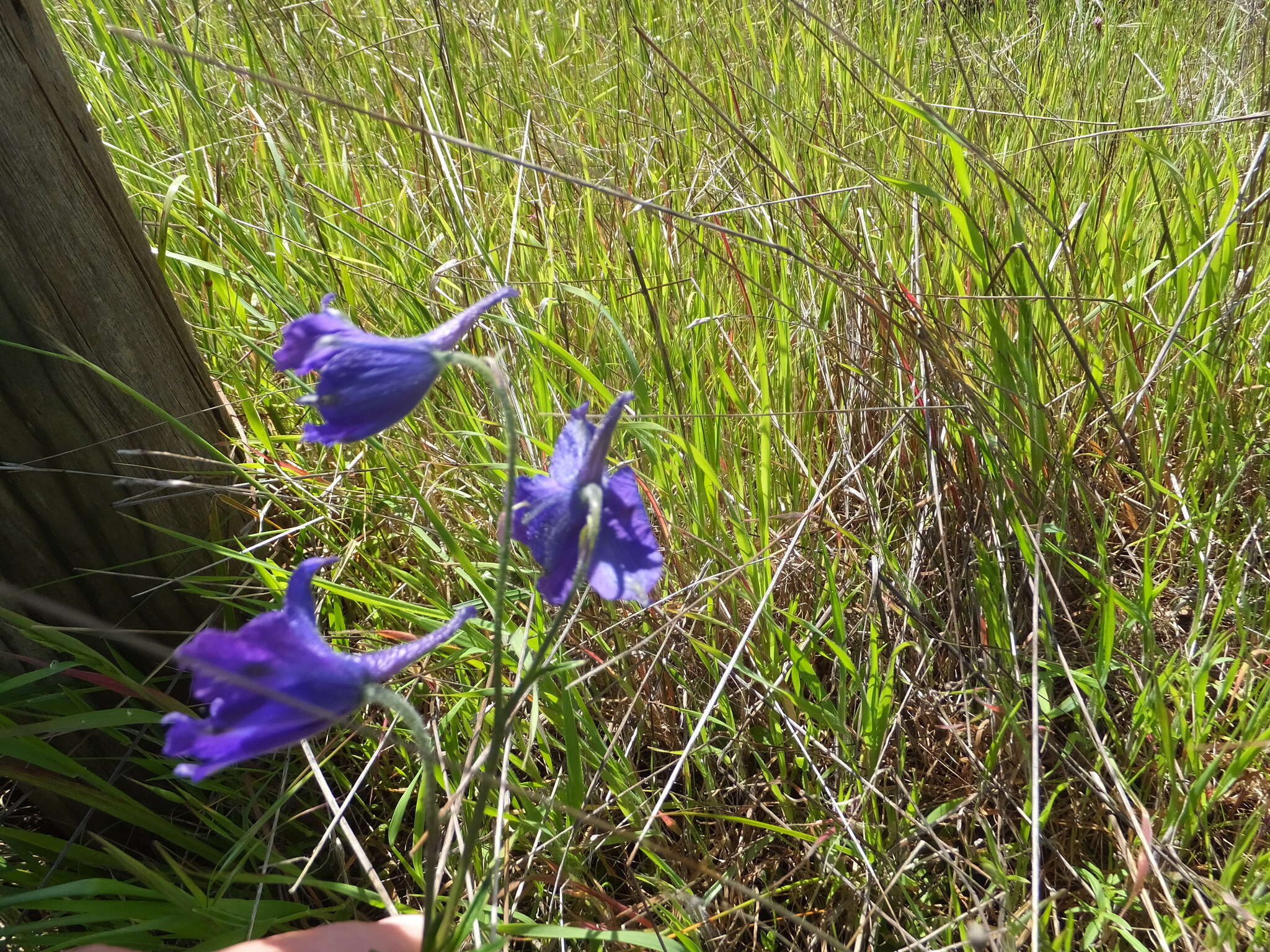 Image of royal larkspur