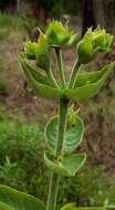 Image of <i>Silphium <i>integrifolium</i></i> var. integrifolium