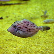 Image of Thread-sail filefish