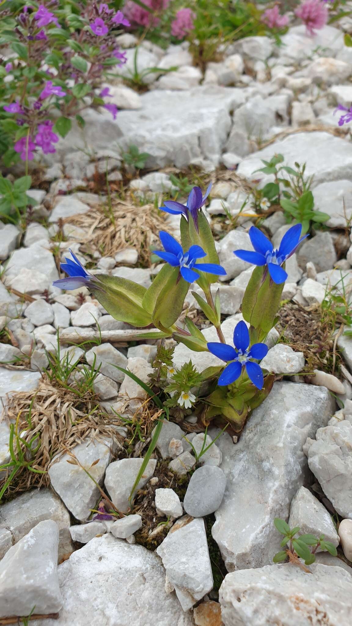 Image of Gentiana utriculosa L.