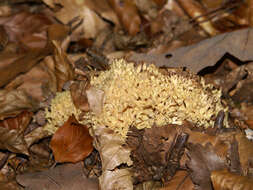 Image of Cauliflower coral