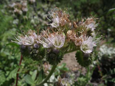 Image de Phacelia californica Cham.