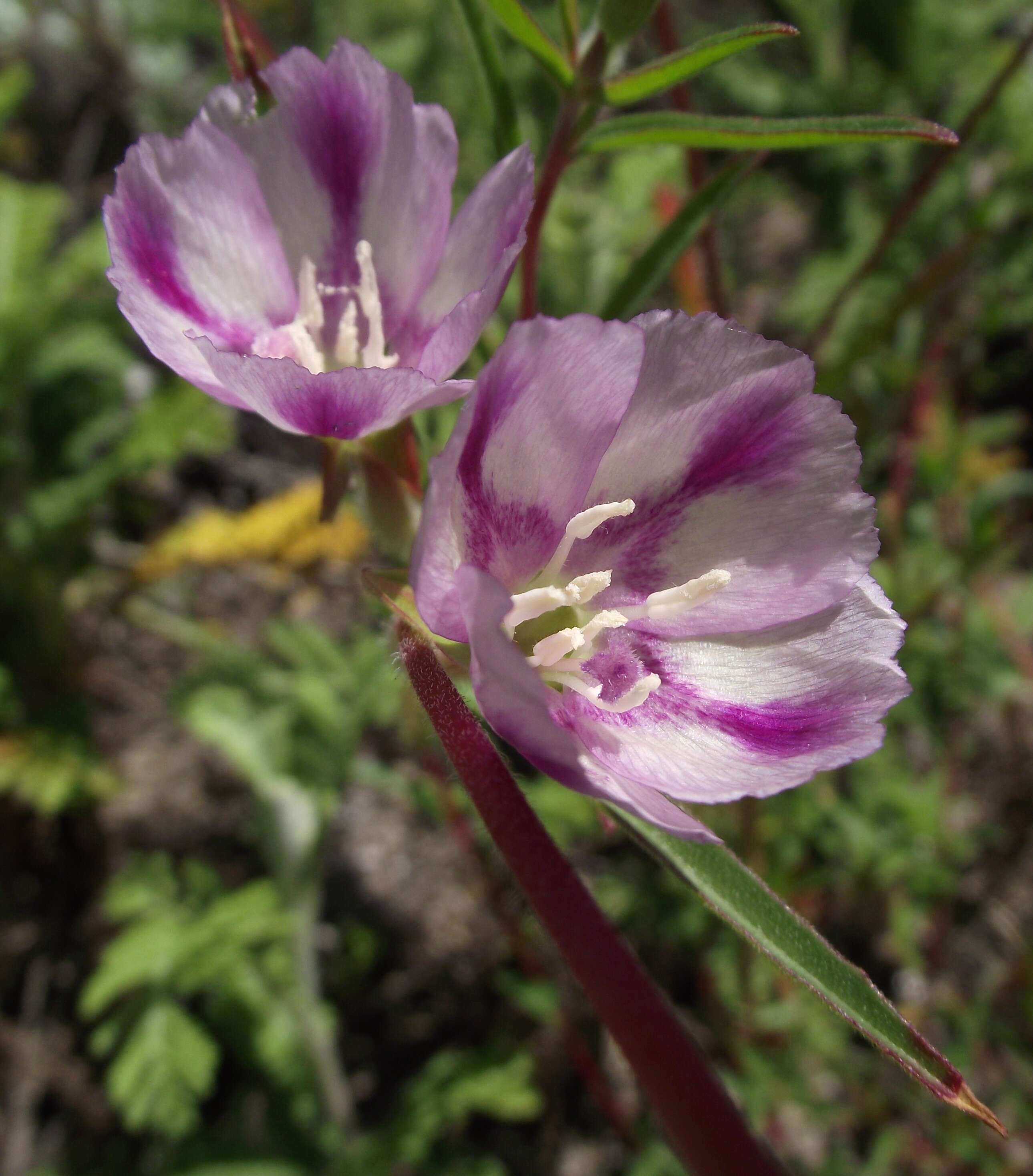 Image of ruby chalice clarkia