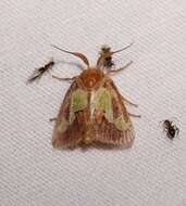 Image of Nanina Oak-Slug Moth