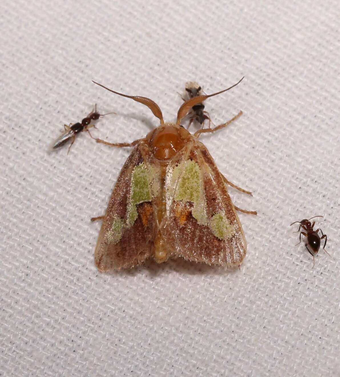 Image of Nanina Oak-Slug Moth