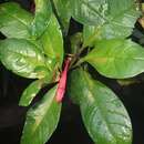 Imagem de Fuchsia loxensis Kunth