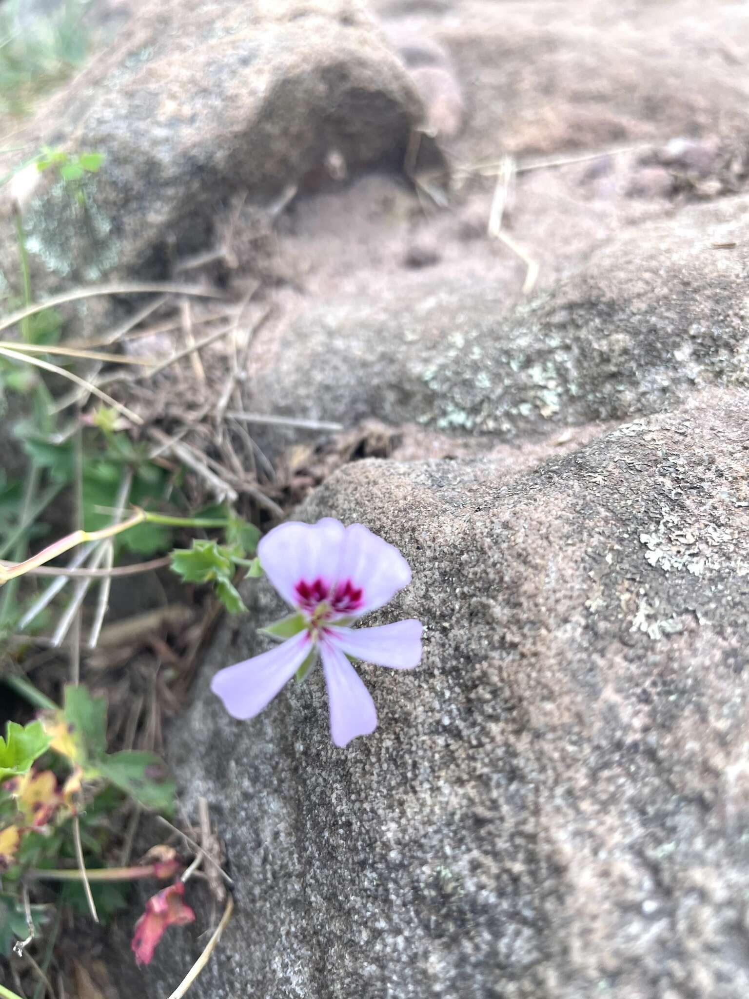 Image of Pelargonium patulum Jacq.