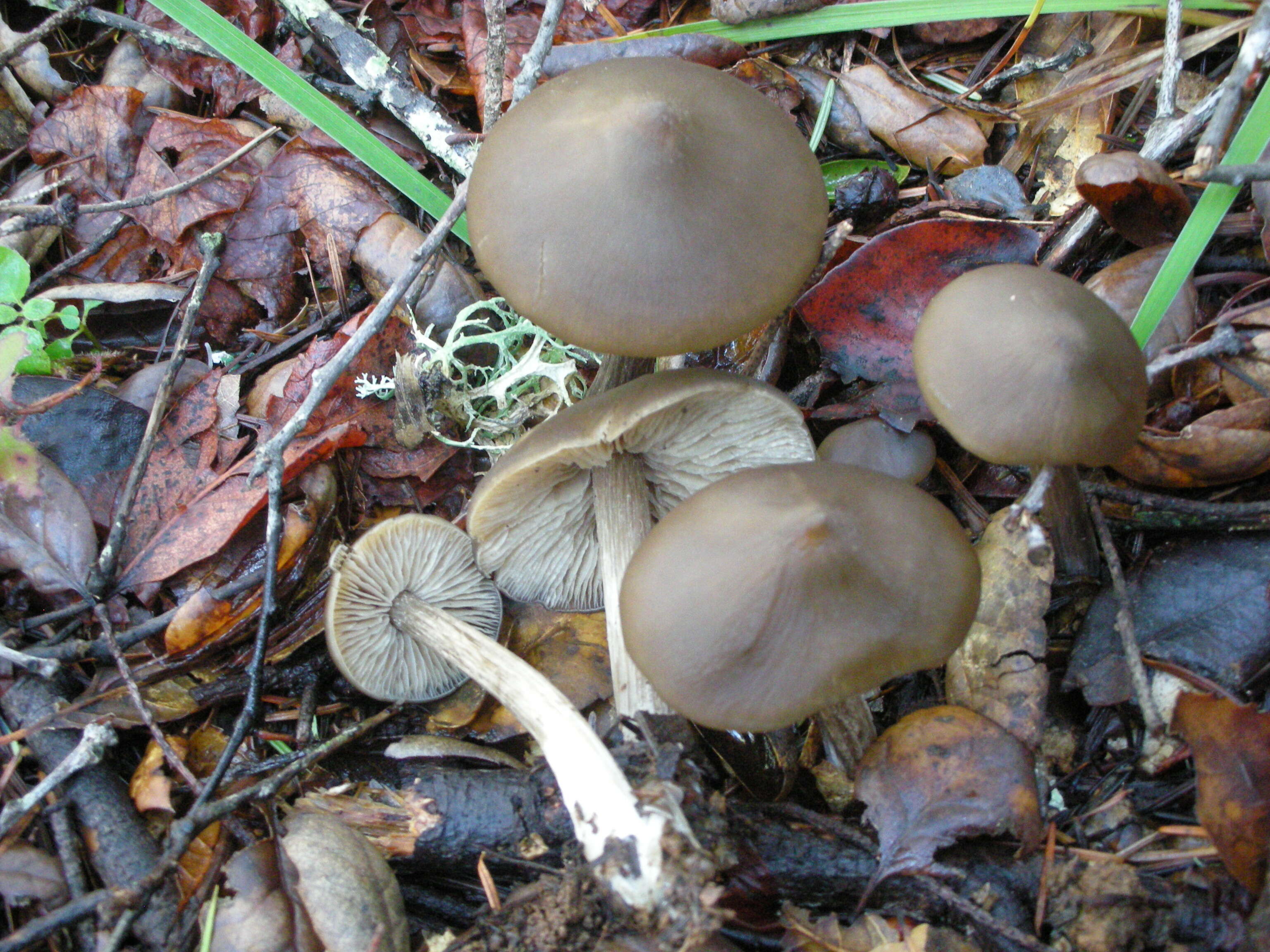 Image of Entoloma