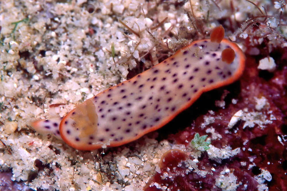 Image of Chromodoris aspersa (Gould 1852)