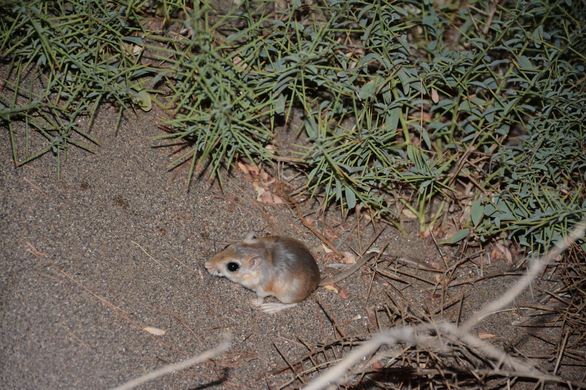 Image of Cheesman's gerbil