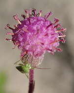 Plancia ëd Senecio purpureus L.