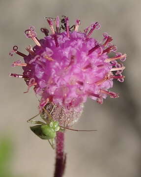 Image of Purple Ragwort