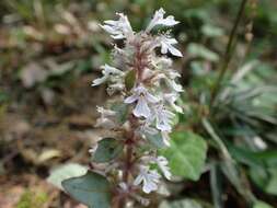 Image of Ajuga nipponensis Makino