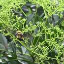 Image of Eastern carpenter-bee hawkmoth