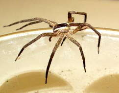 Image of Raft spider