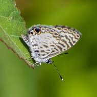 Imagem de <i>Leptotes cassius theonus</i>