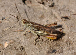 Chorthippus (Glyptobothrus) biguttulus (Linnaeus 1758) resmi