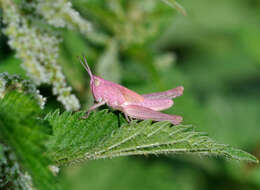 Chorthippus (Glyptobothrus) biguttulus (Linnaeus 1758) resmi