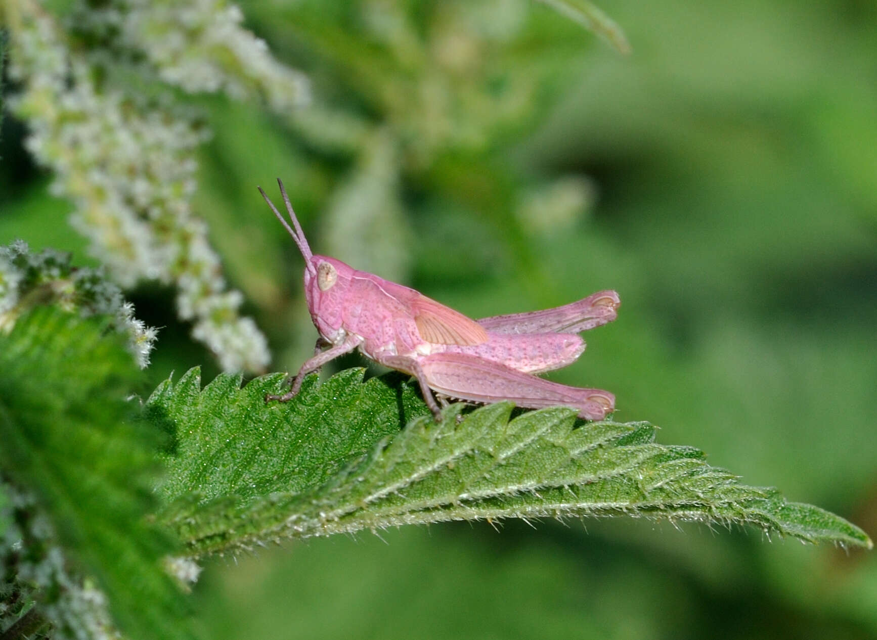 Chorthippus (Glyptobothrus) biguttulus (Linnaeus 1758) resmi