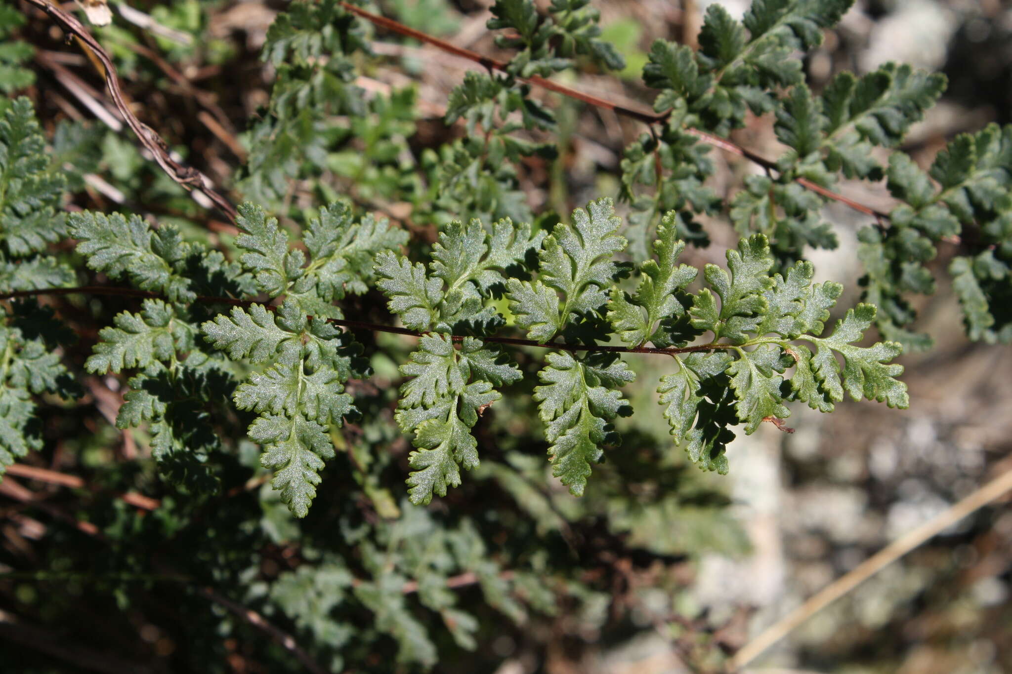 Image of Cheilanthes sieberi subsp. sieberi