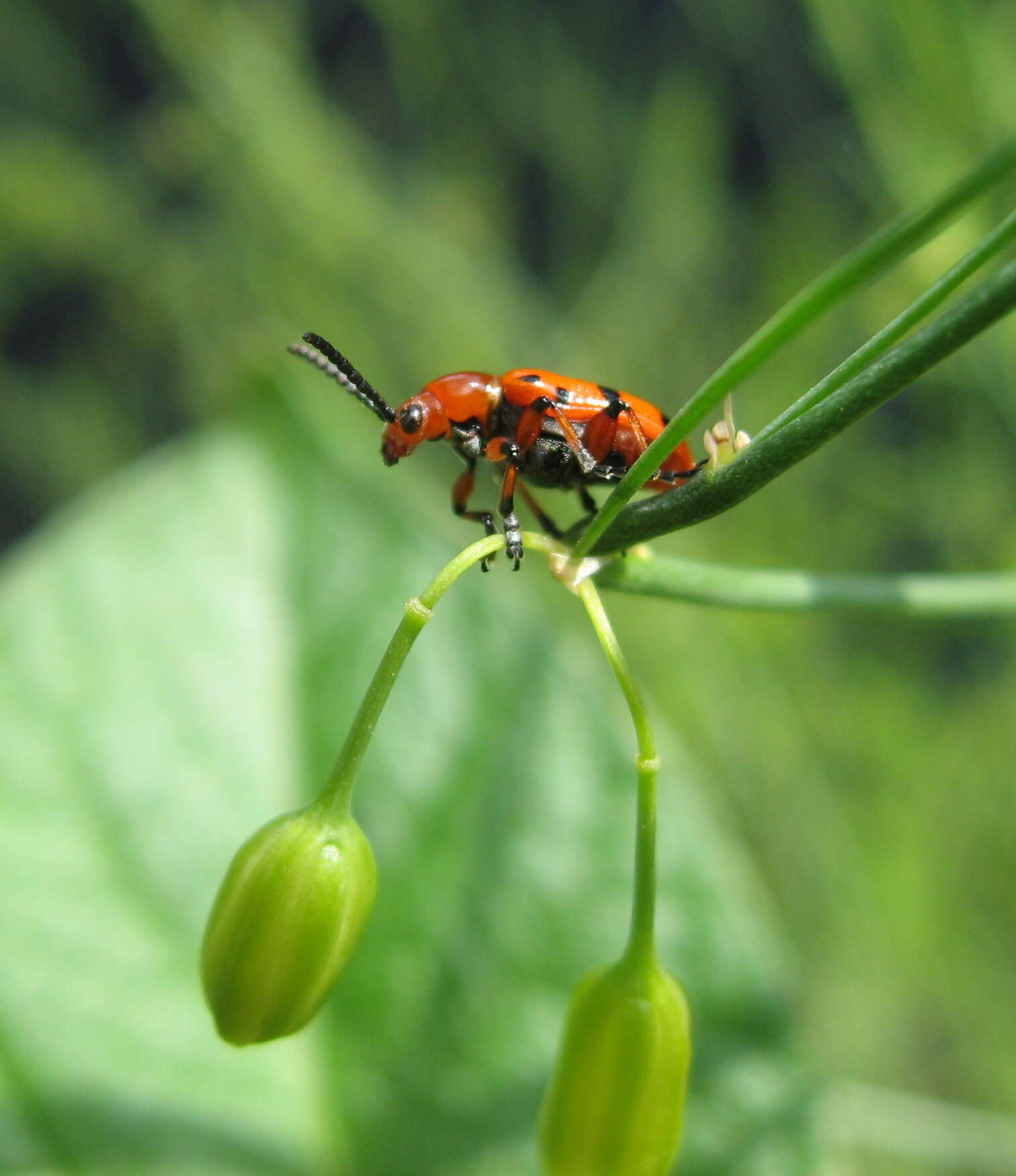 Image of Spotted asparagus beetle