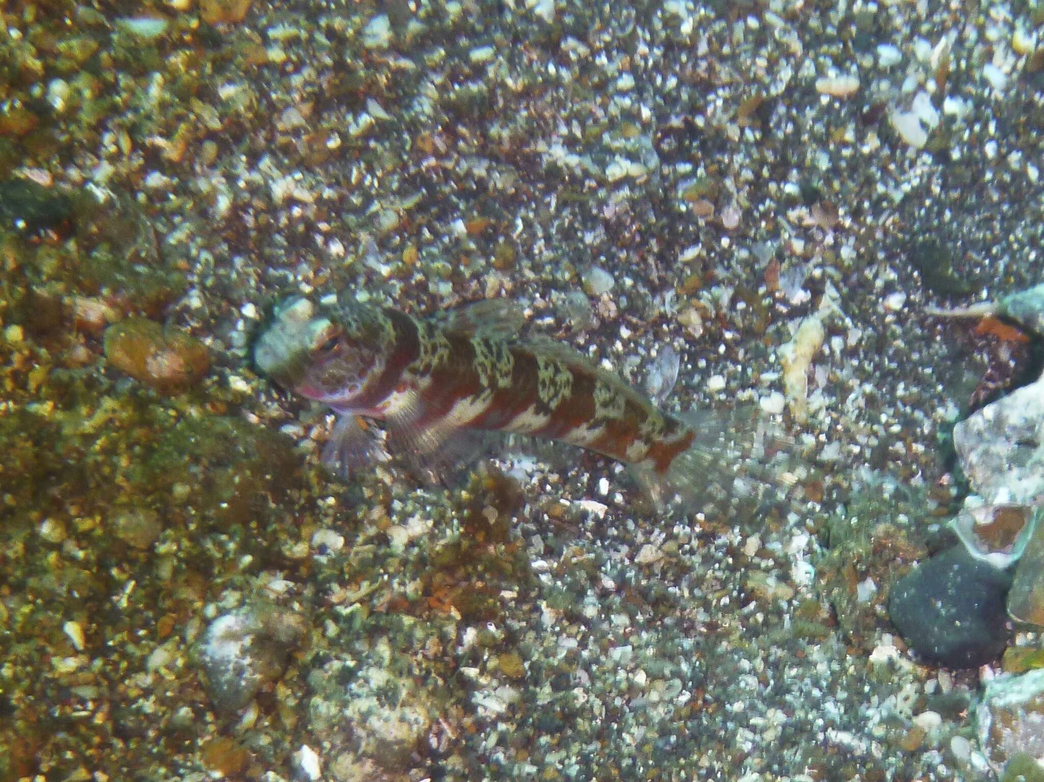 Image of Broad-banded shrimpgoby