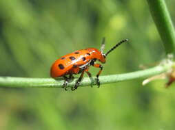 Image of Spotted asparagus beetle