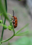 Image of Spotted asparagus beetle