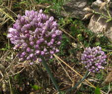 Allium scorodoprasum L.的圖片