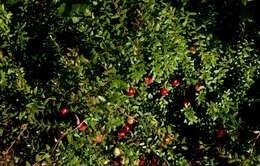 Image of Vaccinium macrocarpon