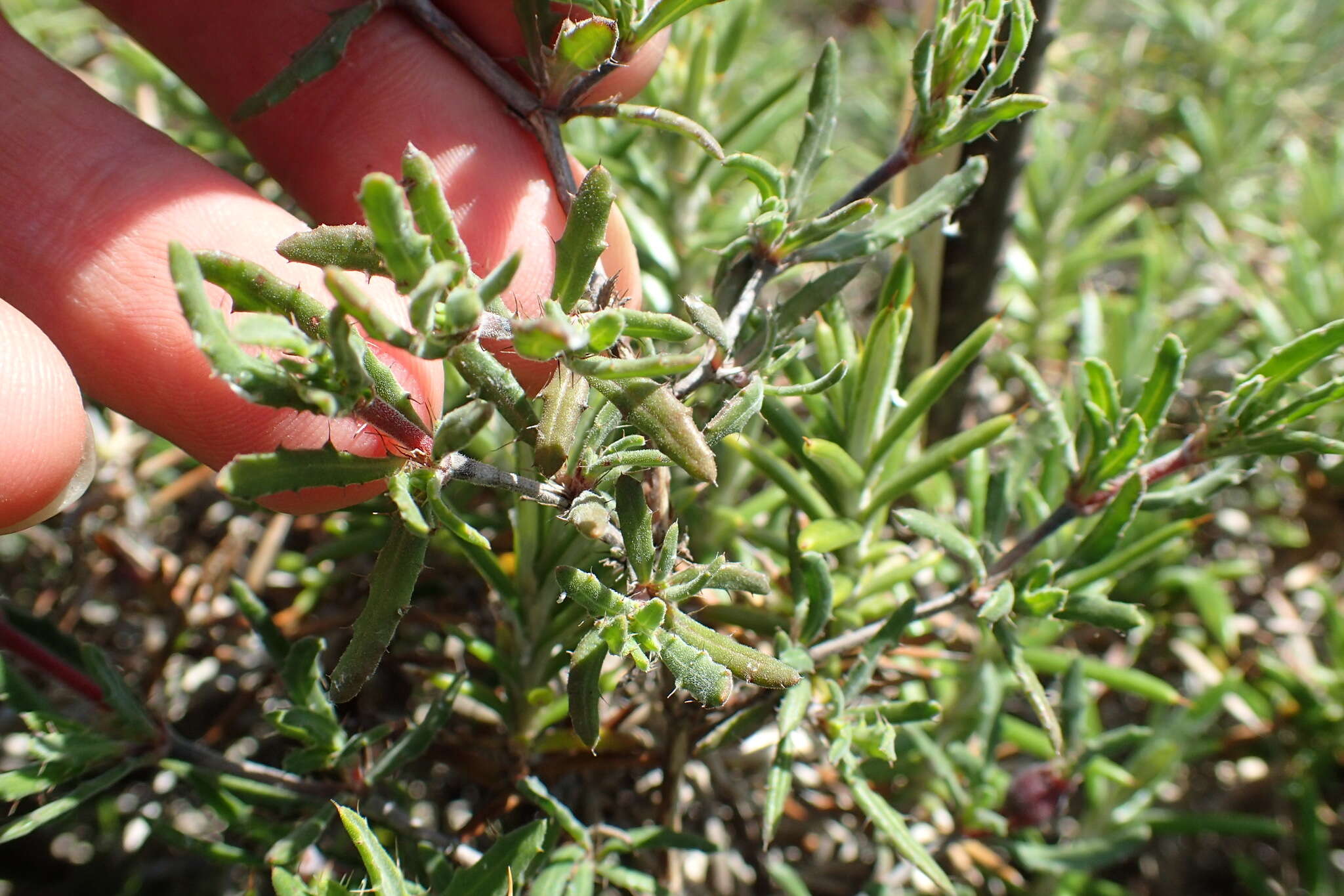 Image of Blepharis procumbens (L. fil.) Pers.