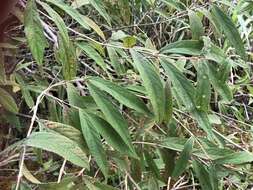 Image of Callicarpa dolichophylla Merr.