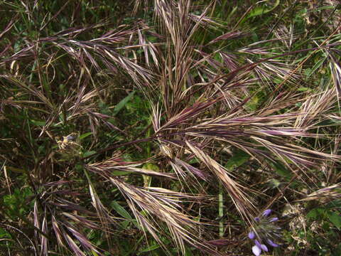 Image of compact brome