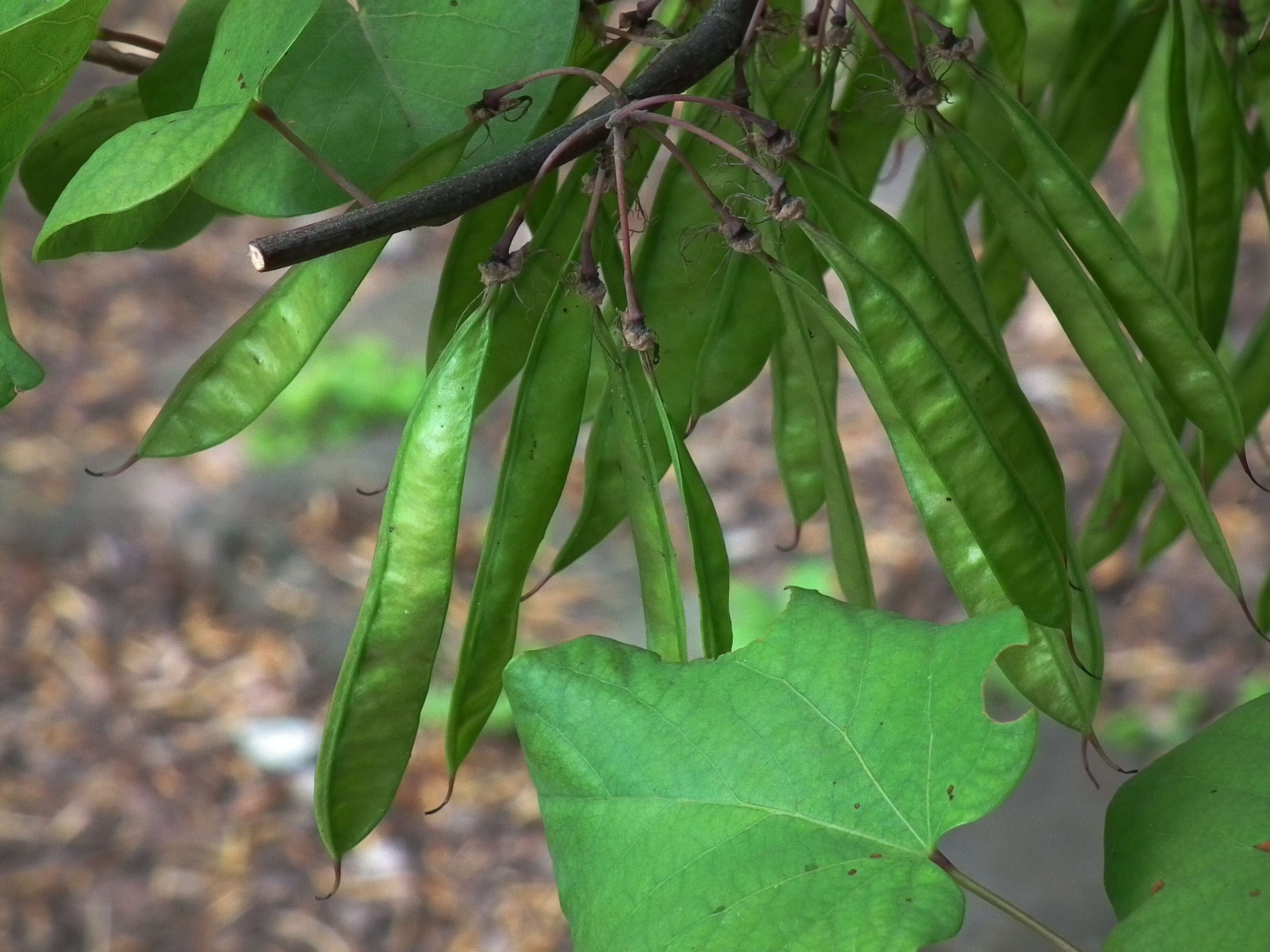 Image of Judas-tree