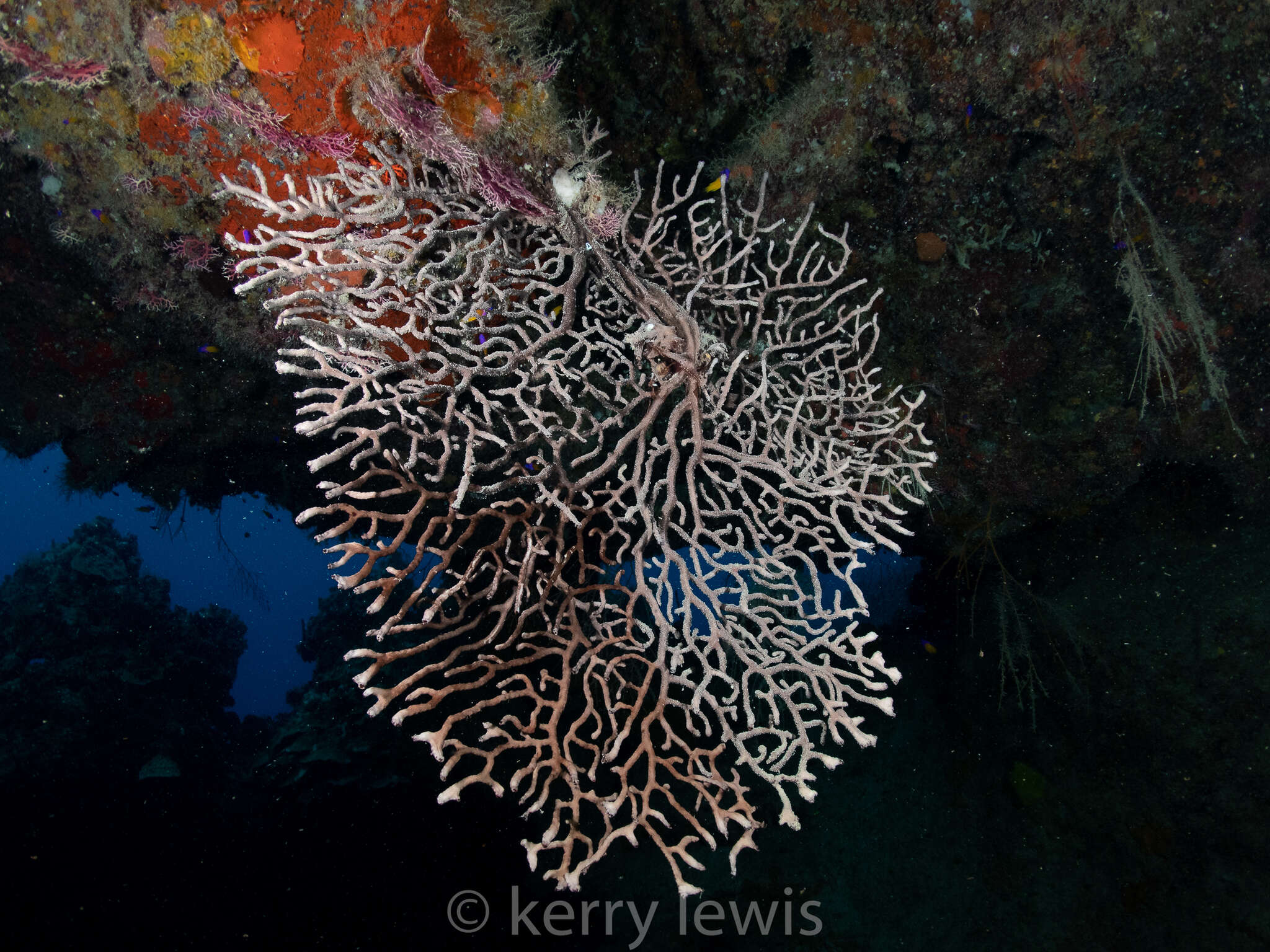 Image of Black Sea fan