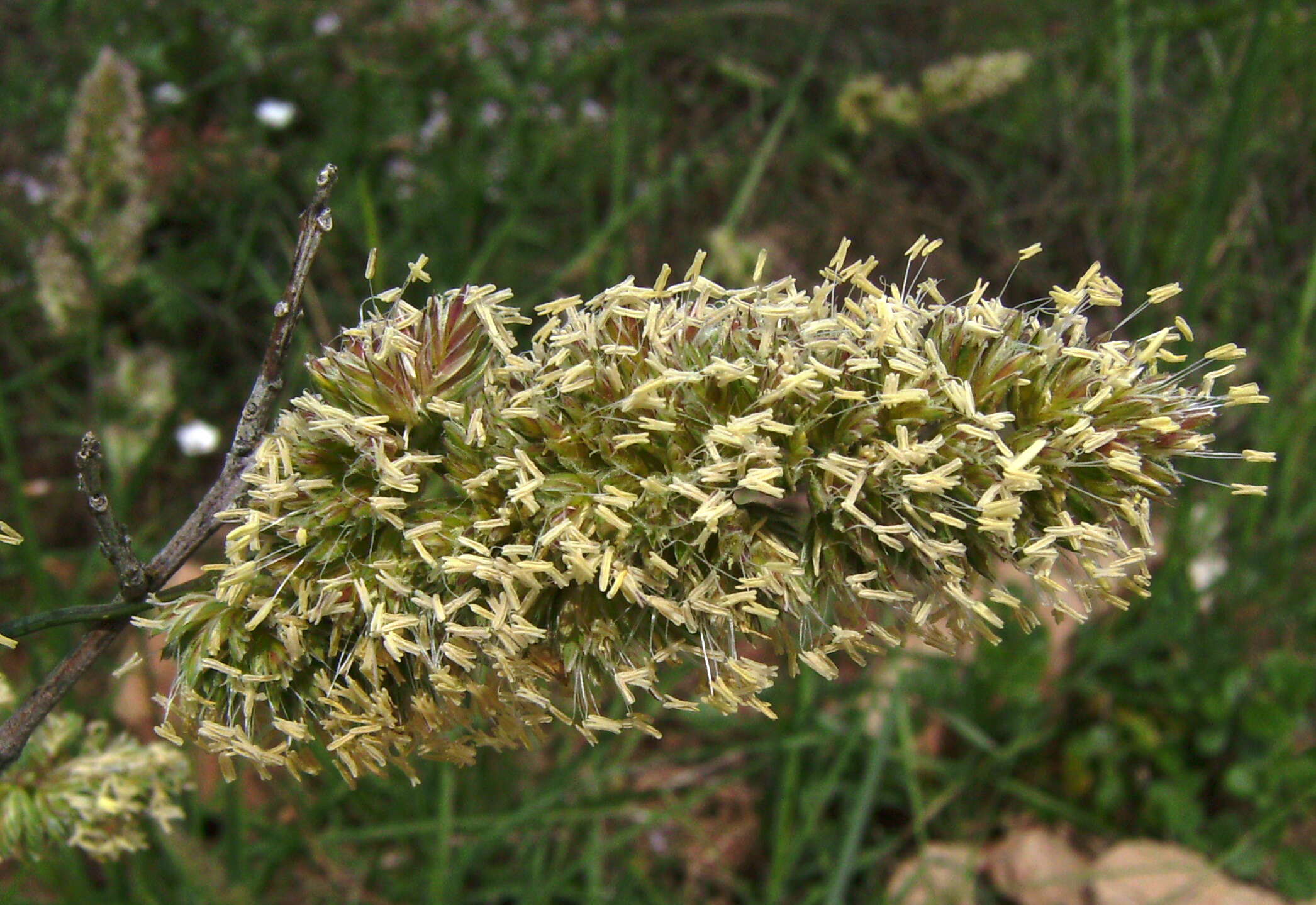 Image of Cocksfoot or Orchard Grass